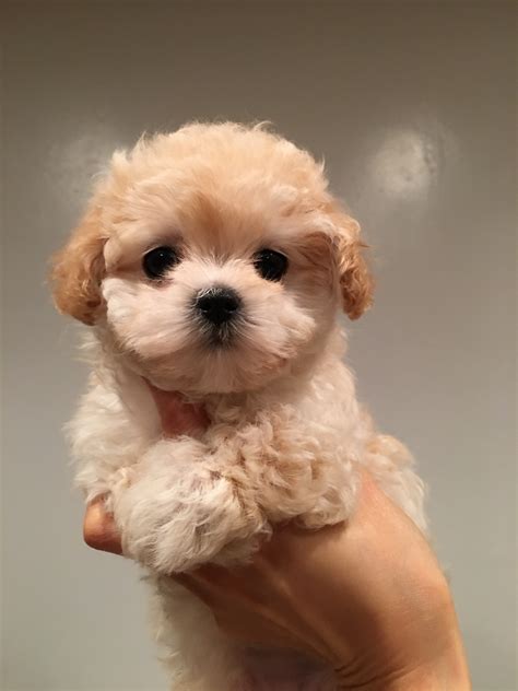 Such a combination breed is likely to be intelligent, affectionate with a curly coat that sheds very little and is possibly hypoallergenic. . Malshipoo puppies for sale near me